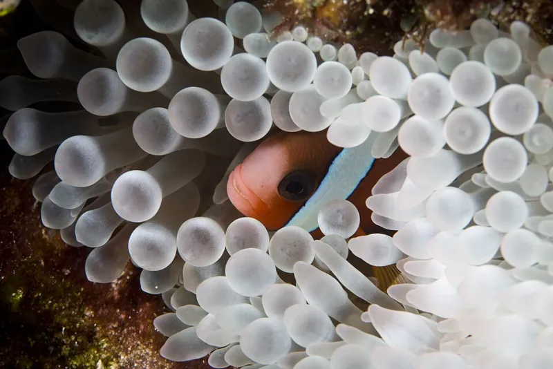 Anemonefish on coral in Raja Ampat Papua