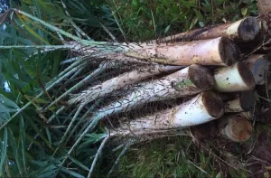 Rattan palm tree growing outdoors