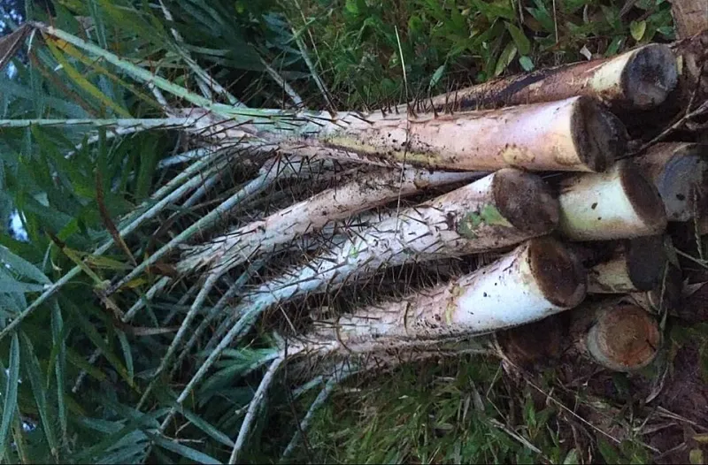 Rattan palm tree growing outdoors